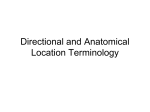 Directional and Anatomical Location Terminology