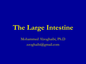 The Large Intestine