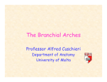 The Branchial Arches - University of Malta