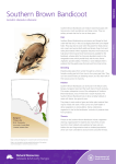 Southern Brown Bandicoot - Natural Resources South Australia