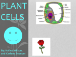 Plant Cells - New Brigden School