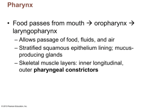 Stomach - Anatomy and Physiology