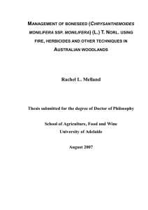 Elimination of boneseed (Chrysanthemoides monilifera ssp