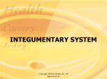 Integumentary System Powerpoint