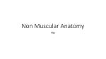 Non Muscular Anatomy