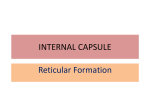 INTERNAL CAPSULE