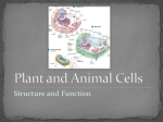 Plant and Animal Cells