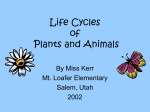 Life Cycles of Plants and Animals