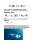 MARINE LIFE - Reach Out To Asia