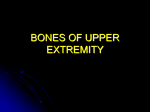 KUMC 16 Bones of Upper Extremity