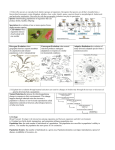 5.2 Describe species as reproductively distinct groups of organisms