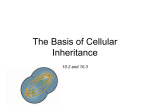 The Basis of Cellular Inheritance