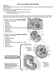 Plant and Animal Cells Booklet
