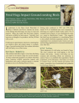 Feral Hogs Impact Ground-nesting Birds