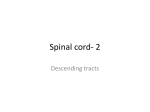 Spinal cord- 2 - Weebly
