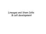 B Cell Development