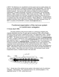 The Nervous System in Lumbriculus variegatus