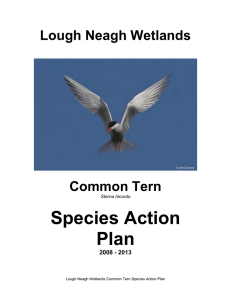 4.4. Common Tern Species Action Plan