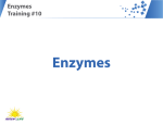 Enzymes - Renew Life Canada