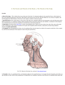 4. The Fascię and Muscles of the Head. a. The Muscles of the Scalp
