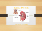 Renal System