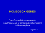 ab.homeobox genes