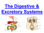 Think, Pair, Share Digestive System