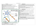 Unit 4: Neuroscience The Neuron Soma (cell body): Contains