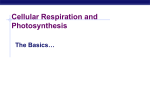 Cellular Respiration Harvesting Chemical Energy