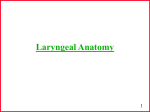 Extrinsic laryngeal Muscles