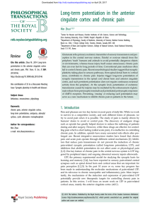 Long-term potentiation in the anterior cingulate cortex and chronic