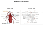 anatomy-of-cockroach