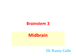 Brainstem 10
