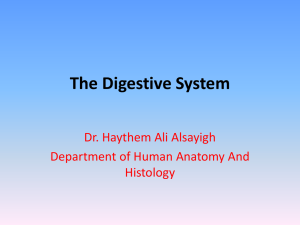 The Digestive System