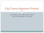 Cancer Lab p53 – PowerPoint