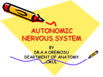 Autonomic nervous system