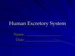 Human Excretory System