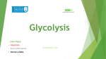 12-Glycolysis2016-11-15 13:225.6 MB