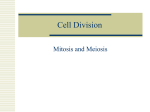 Cell Division