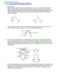 Frog Dissection Procedure: adapted from http://www.biologyjunction