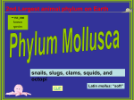 5- Mollusca_AP Bio