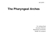 The Pharyngeal Arches