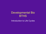 Developmental Bio Dr. Nowicki BTHS