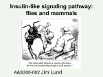 Insulin-like signaling pathway: flies and mammals