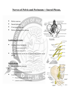 Sacral plexus and nerves of pelvis