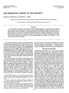 the premotor cortex of the monkey