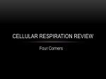 Cellular Respiration Review