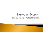 Nervous System