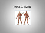 MUSCLE TISSUE