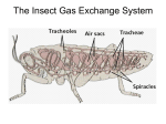The Insect Gas Exchange System